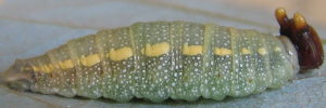 Chaetocneme porphyropis - Final Larvae